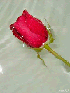 Роза на воде