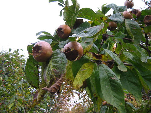 medlar