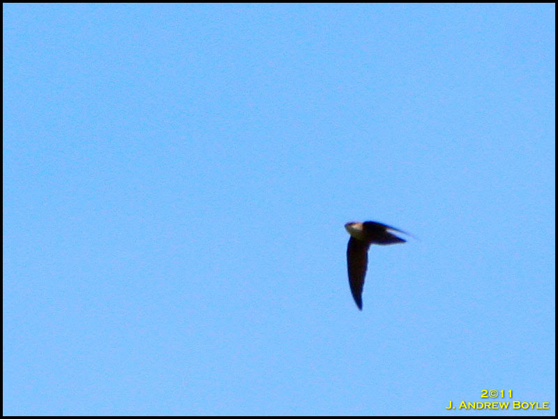Chimney Swift Chimney Swift