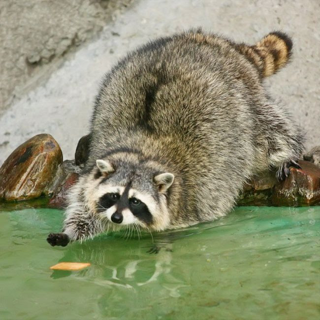 25 animals that know how to properly ask for cookies