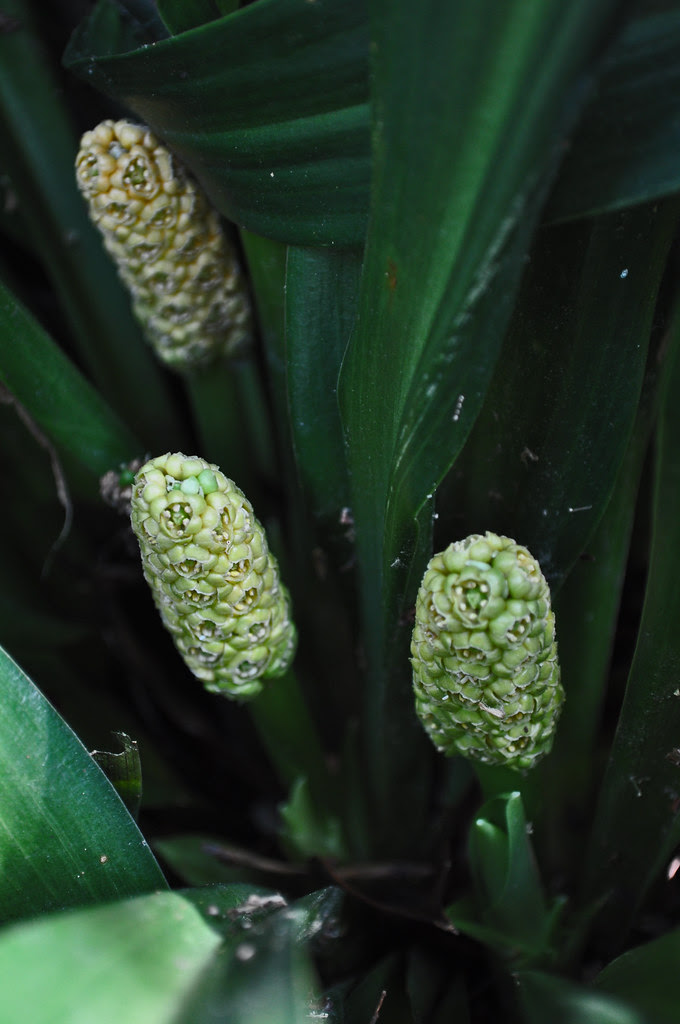 Rhodea japonica