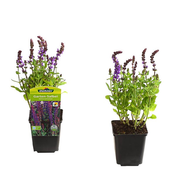 31+ neu Foto Garten Dehner Dehner Ihr Online Shop für