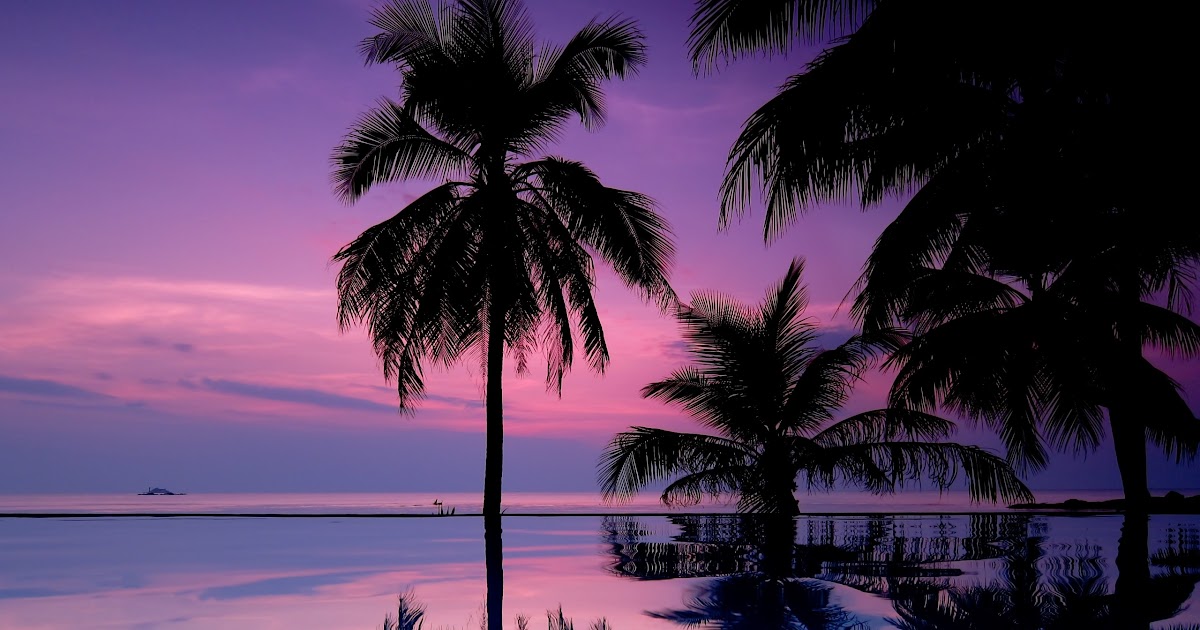 Rosa Bild Pink Palm Tree Sunset Iphone Wallpaper