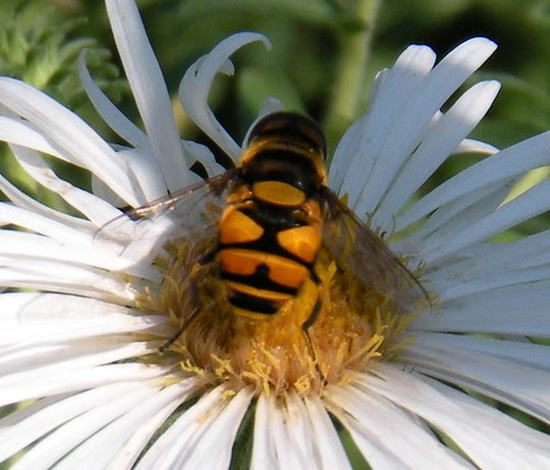 Eristalis transversa, Transverse Flower Fly