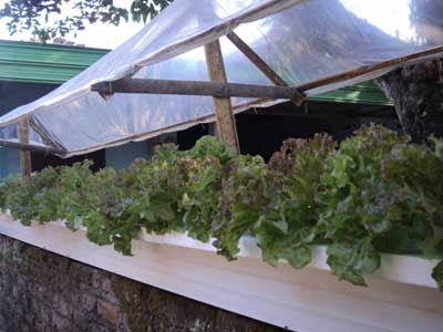 Cara Membuat Talang Air Sistem Hidroponik Daun Ijo Cara Membuat Talang Air Sistem Hidroponik Daun Ijo