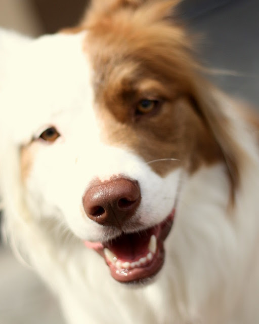 Pup