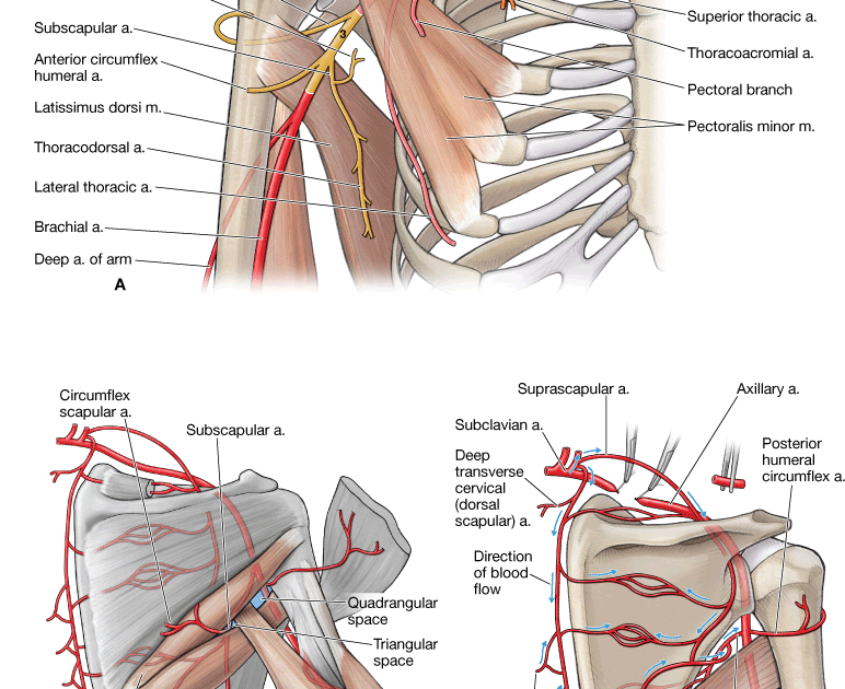 Posterior Shoulder Anatomy - Anatomy Drawing Diagram