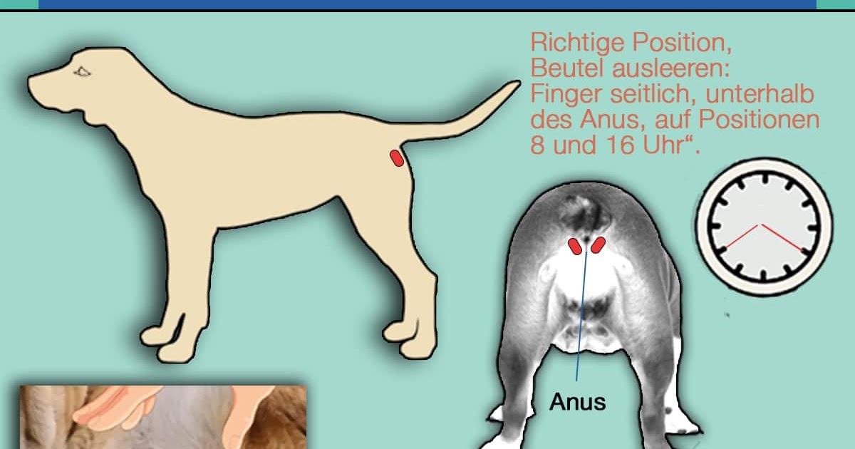 29+ toll Fotos Weicher Stuhl Hund / Analdruse Beim Hund Ausdrucken 5