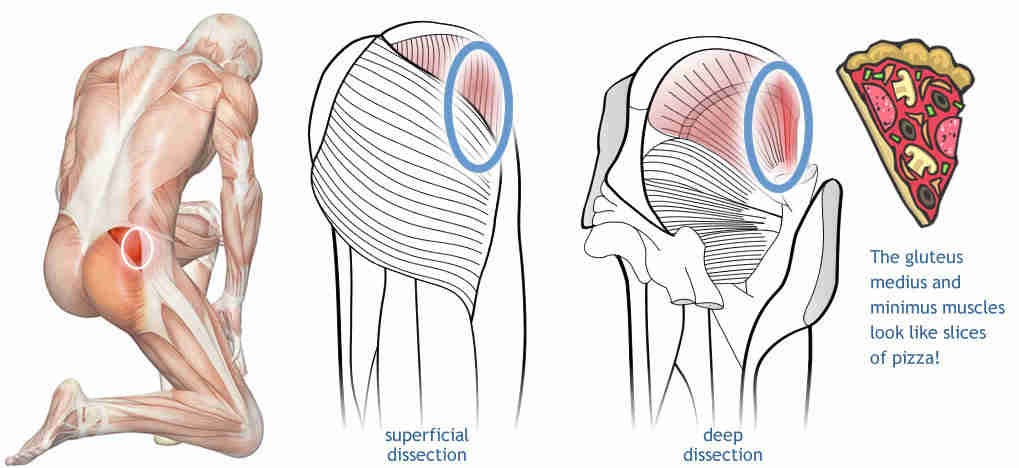 What Muscles Attach Left Hip And Back - Hip Arthroscopy | eOrthopod.com