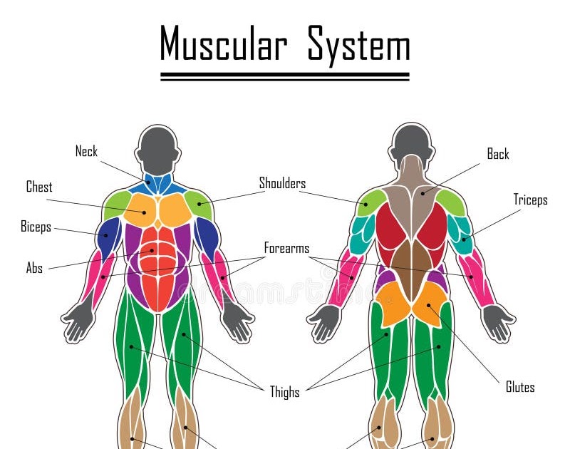 Basic Human Muscles Diagram / Finishing it Fitness: Human Anatomy