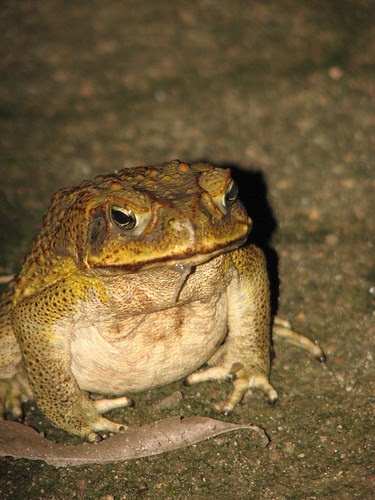 Cane Toad Bufo marinus