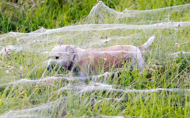 Spider Invasion in Australia