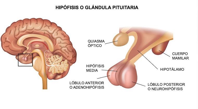 Nanismoa eta hipofisi-gigantismoa: