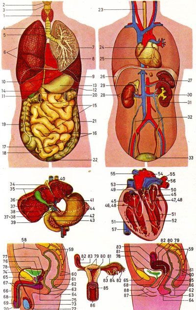 Anatomy Of The Human Lower Body Organs : human internal organs diagram