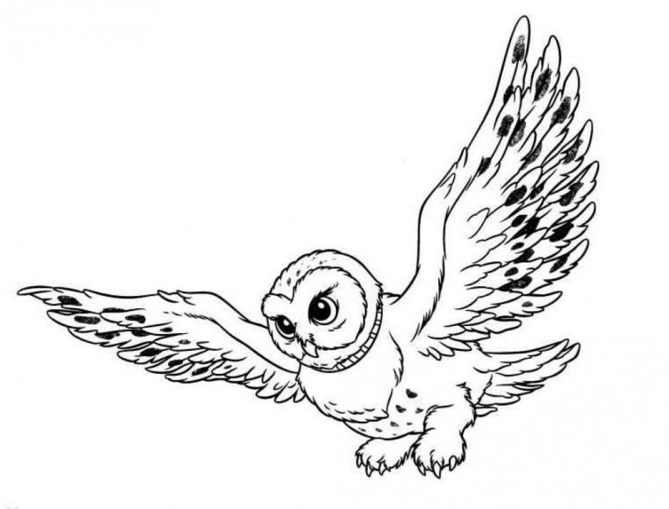 Harry Potter Snowy Owl Coloring Page - K0nem