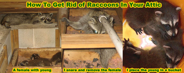How To Get Rid Of Raccoons In The Attic House Roof Crawl Space Yard Or Tree