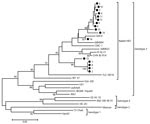 Thumbnail of Phylogenetic analysis of hepatitis E virus (HEV) isolates from specific pathogen-free (SPF) rabbits, China, 2012−2015. The phylogenetic tree was constructed by using the neighbor-joining method, a partial nucleotide sequence of the open reading frame 2 region, and reported HEV sequences in GenBank as references. One thousand resamplings of the data were used to calculate percentages (values along branches) of tree branches obtained. Black circles indicate SPF rabbit isolates obtaine