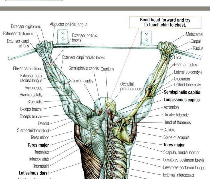 Body Muscle Diagram And Names : Major muscles of the body, with their
