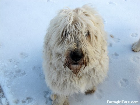 Marta Beast, the abominable snow dog - FarmgirlFare.com