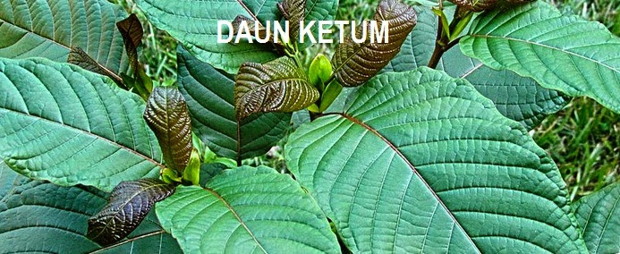 Image result for Gambar daun ketum