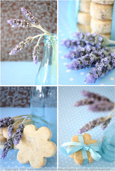 Lavender portraits