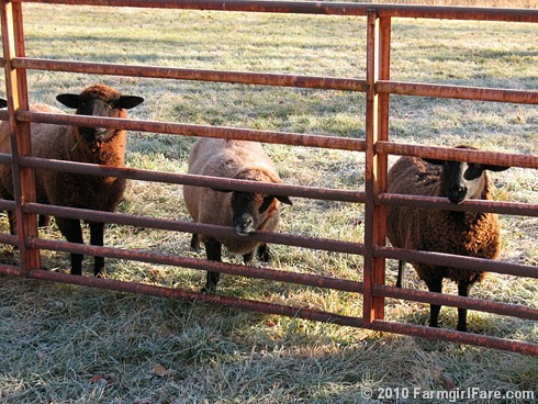 Three (Sun Bleached) Black Sheep in the Frosty Hayfield