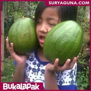 Bibit Buah Alpukat Super Jumbo Kualitas Unggul SuryaGuna 