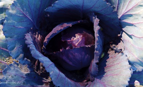 red cabbage