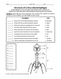 37 Virus Worksheet Answer Key - combining like terms worksheet