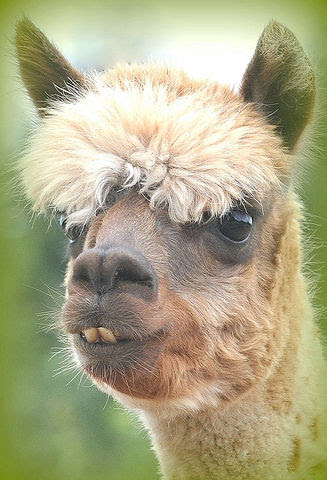 ベスト50 イケメン ブサイク 動物 最高の動物画像
