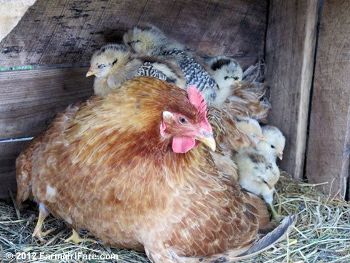 Lokey's chicks getting comfy 6 - FarmgirlFare.com
