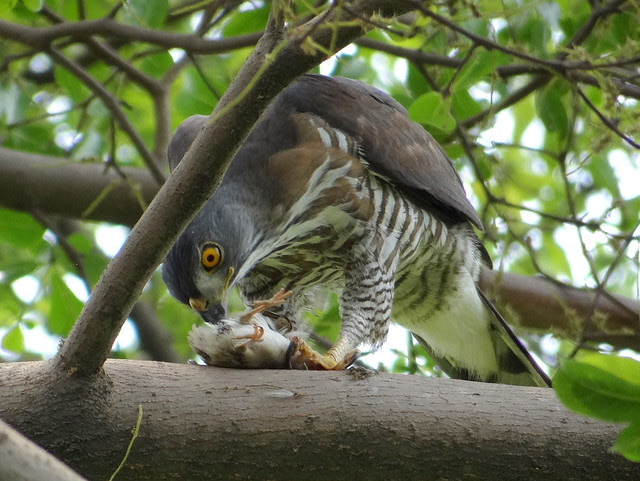 鳳頭蒼鷹/無限台南
