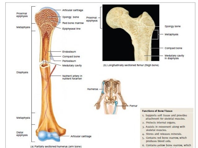 Long Bone Labeled Epiphysis : Proximal Epiphysis Long Bone ...