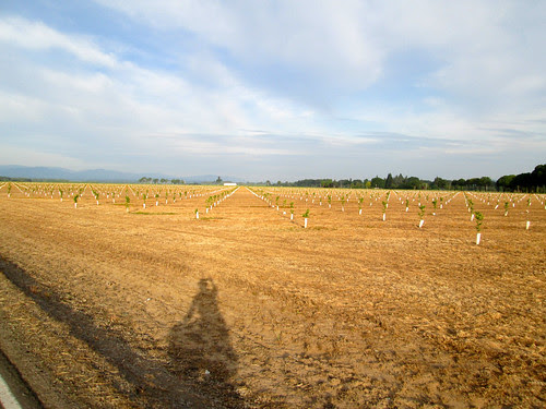 Baby trees near Amity