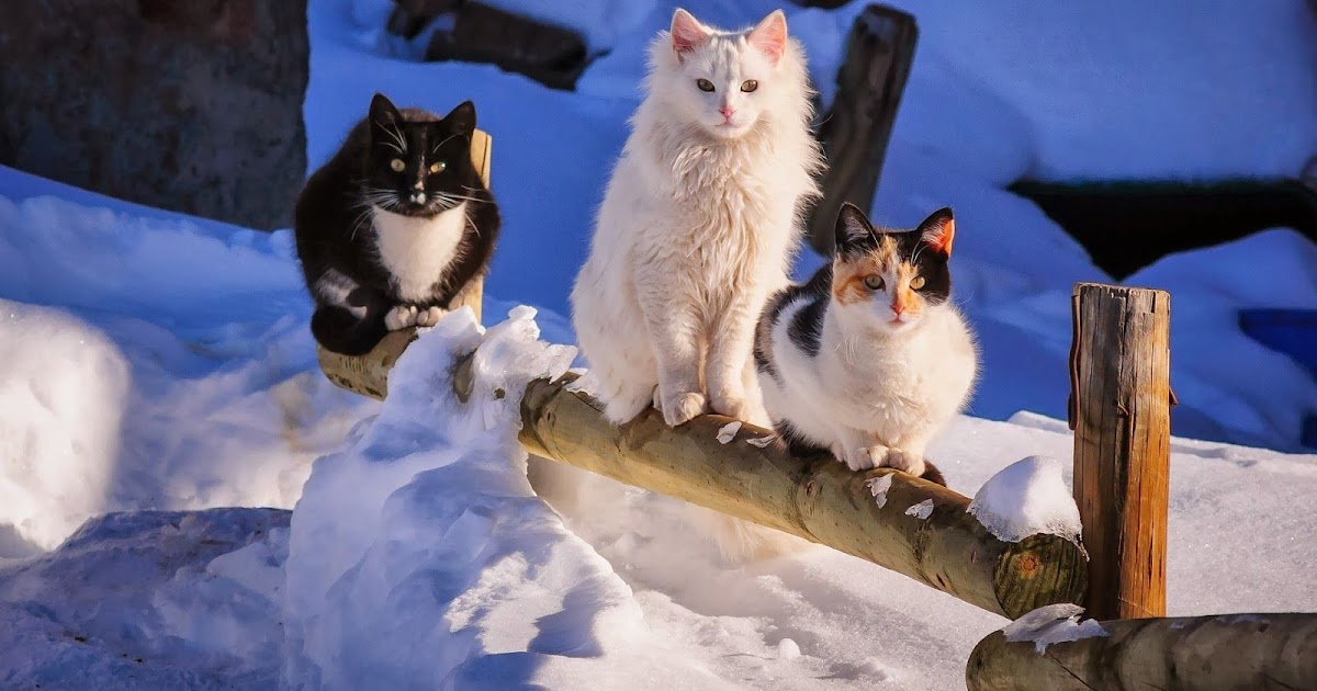 Schöne Hintergrundbilder Winter Tiere