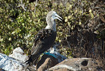 Blue Footed Booby