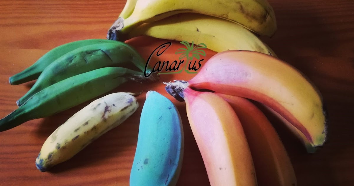Blue Java Banana Plant For Sale Near Me guessuniversal