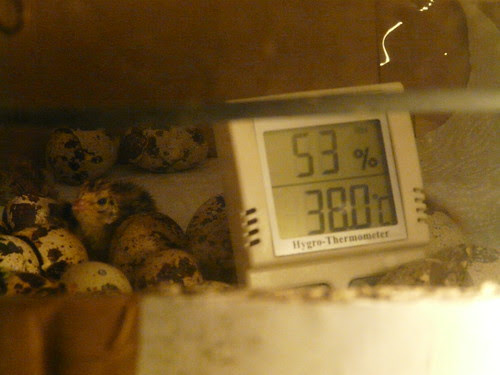 quail Hatching