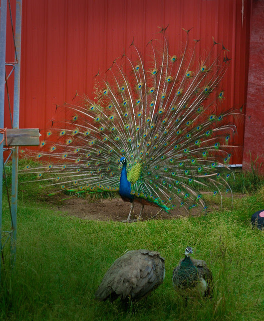 peacock