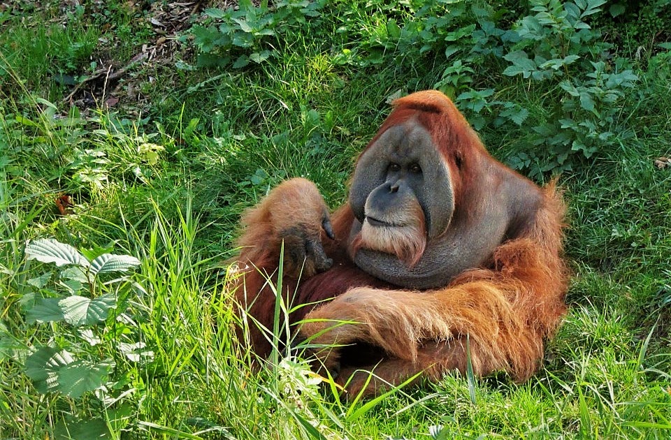 Zoo Leipzig Der zoologische garten leipzig ist eine 22,5