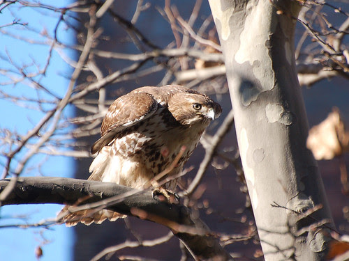 MoHi Juvie Red-Tail