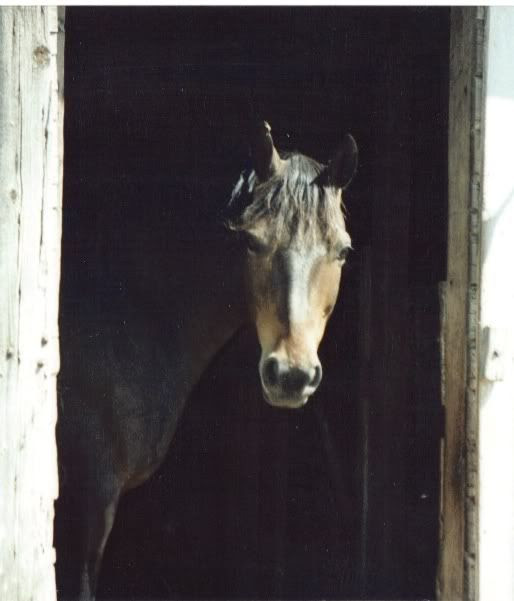 Foxsun as a youth