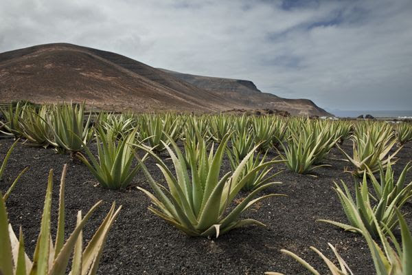 ALOE1