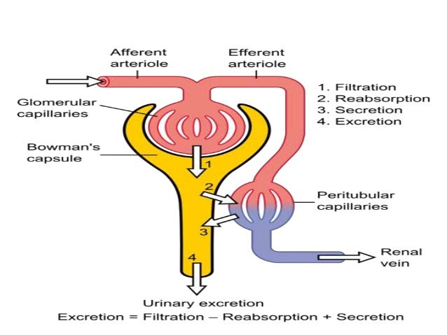 Kidney feature Creatinine Clearance