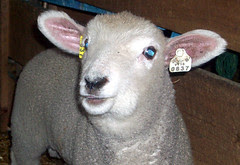 NHSheepWool_closeup_5810g