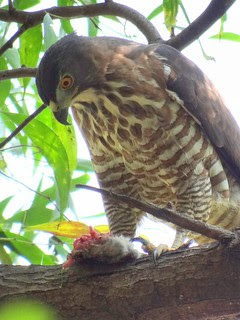 鳳頭蒼鷹/無限台南