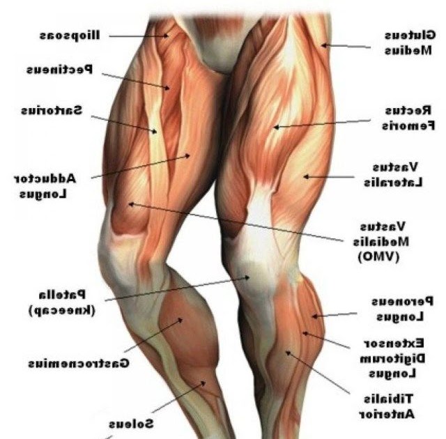Leg Tendon Names - Muscles of the Leg and Foot - Classic Human Anatomy