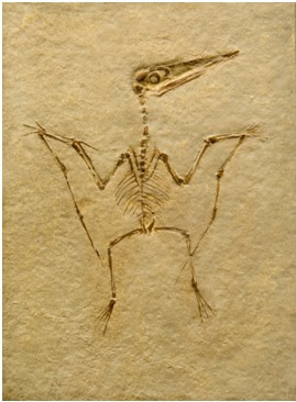 fossil3
