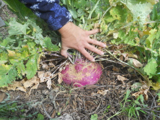Large Winter-Grown Turnip