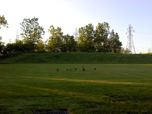 The Goose family V